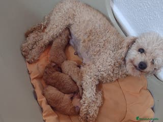 Caniche Toy perros Cachorros caniche toy - Anuncio 2