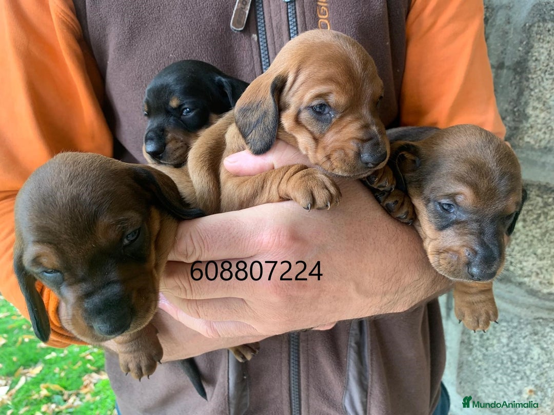 Teckel perros en venta: Teckel Standard pelo corto - Imagen 3