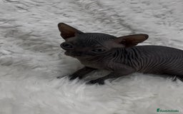 Sphynx gatos en venta: gato sphynx - Imagen 5
