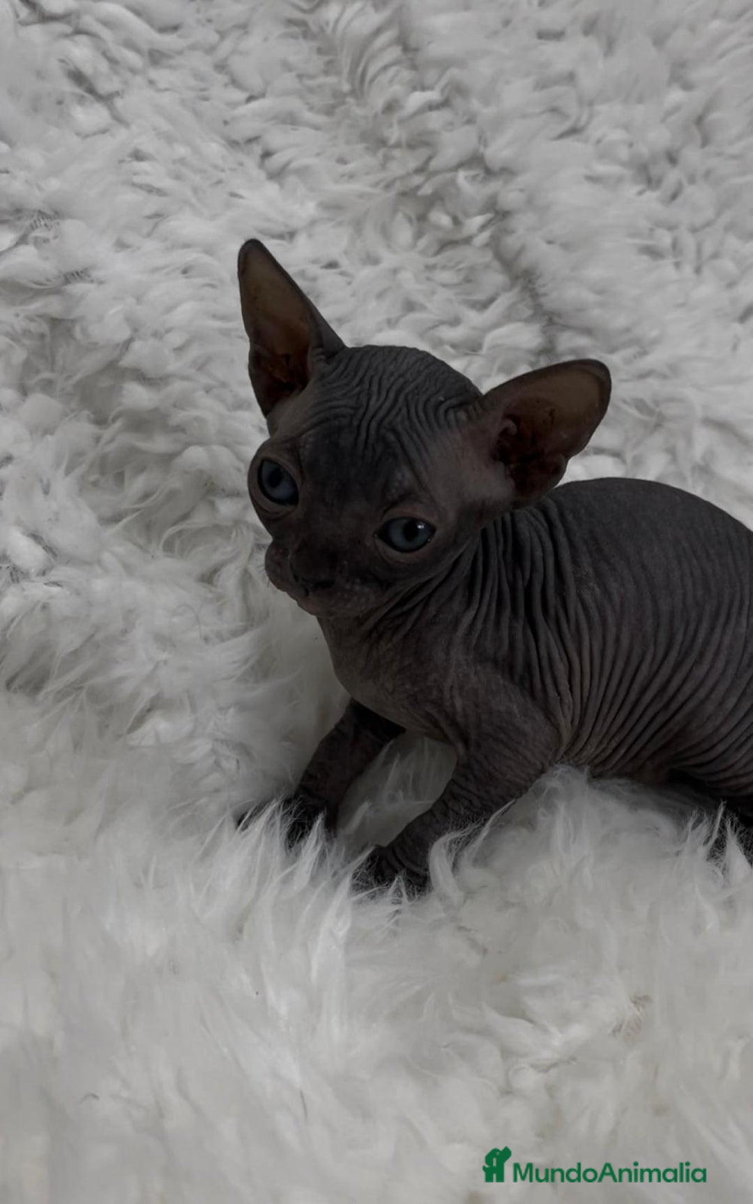 Sphynx gatos en venta: gato sphynx - Imagen 5