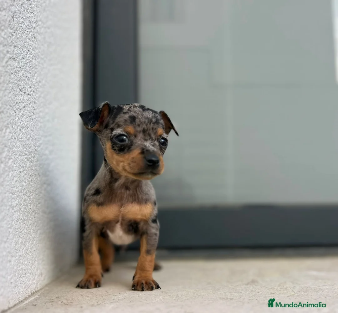 Ratón de Praga perros en venta: Ratón de praga  - Anuncio 4