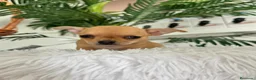 Chihuahua perros en venta: CHIHUAHUA HEMBRA - Anuncio 10