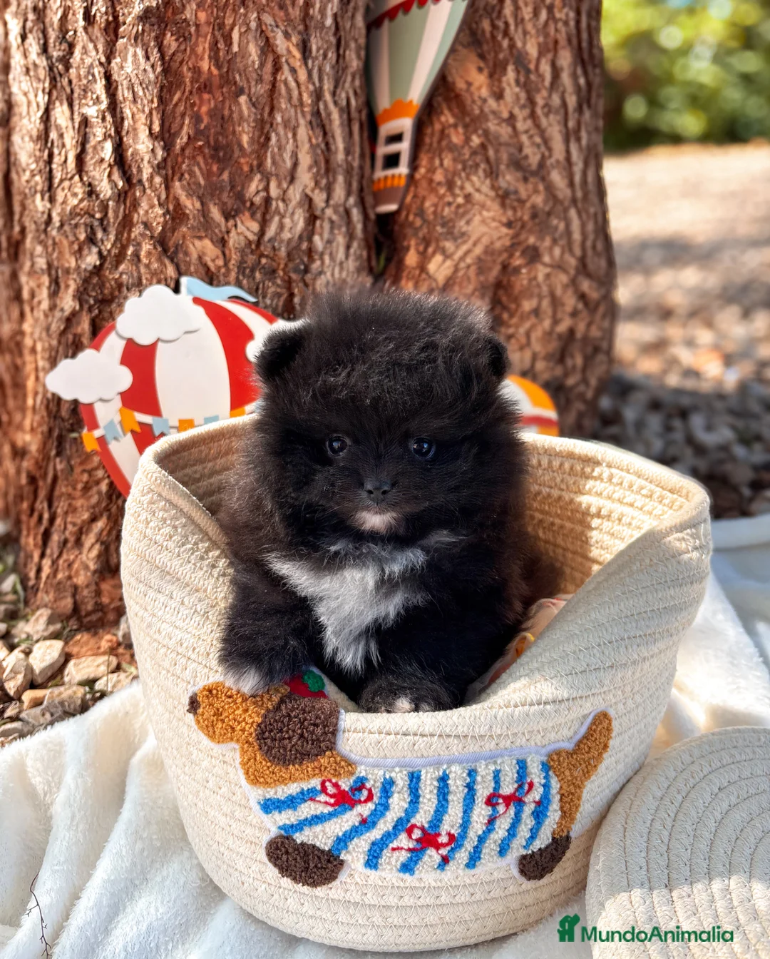 Pomerania perros en venta: Lulú de Pomerania - Anuncio 1