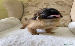 Pekinés perros en venta: Cachorros de Pekines Imperial hembras  - Imagen 1
