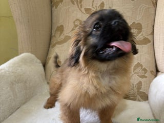 Pekinés perros - Anuncio 2