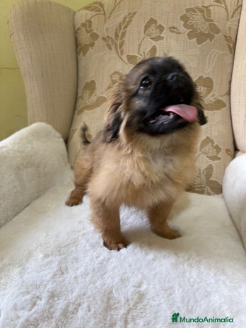 Pekinés perros - Anuncio 1