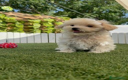 Maltipoo perros en venta: MALTIPOO  - Imagen 10