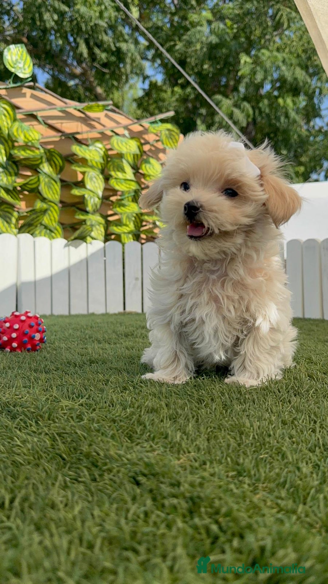 Maltipoo perros en venta: MALTIPOO  - Imagen 10