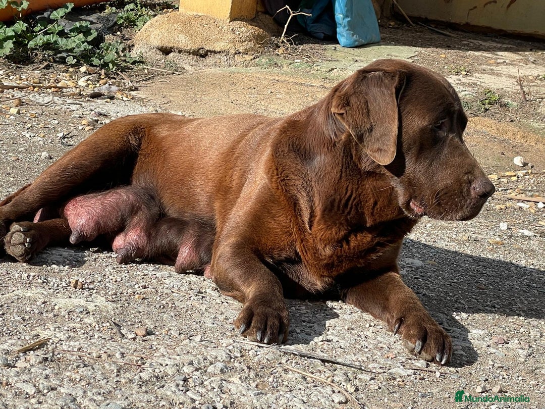 Labrador Retriever perros en venta: PRECIOSA HEMBRA CREMA - Anuncio 4