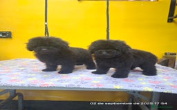 Caniche Toy perros en venta: Cachorros de caniche toy - Imagen 4