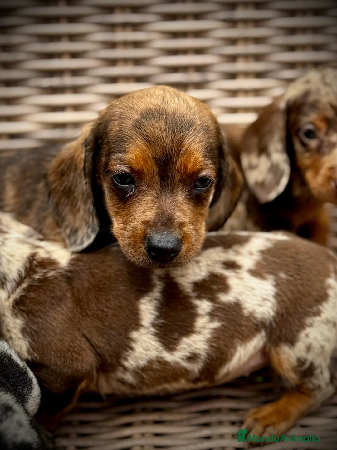 Teckel Miniatura perros en venta: Teckel mini - Anuncio 11