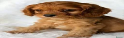 Cavapoo perros en venta: CAVAPOO CALIDAD MUY ROJOS - Anuncio 7