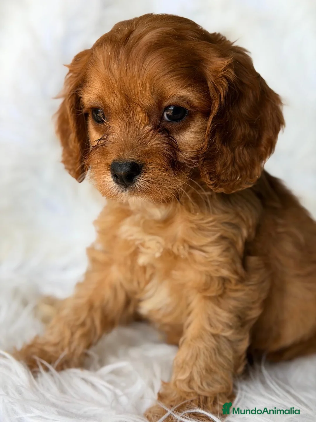 Cavapoo perros en venta: CAVAPOO CALIDAD MUY ROJOS - Anuncio 7