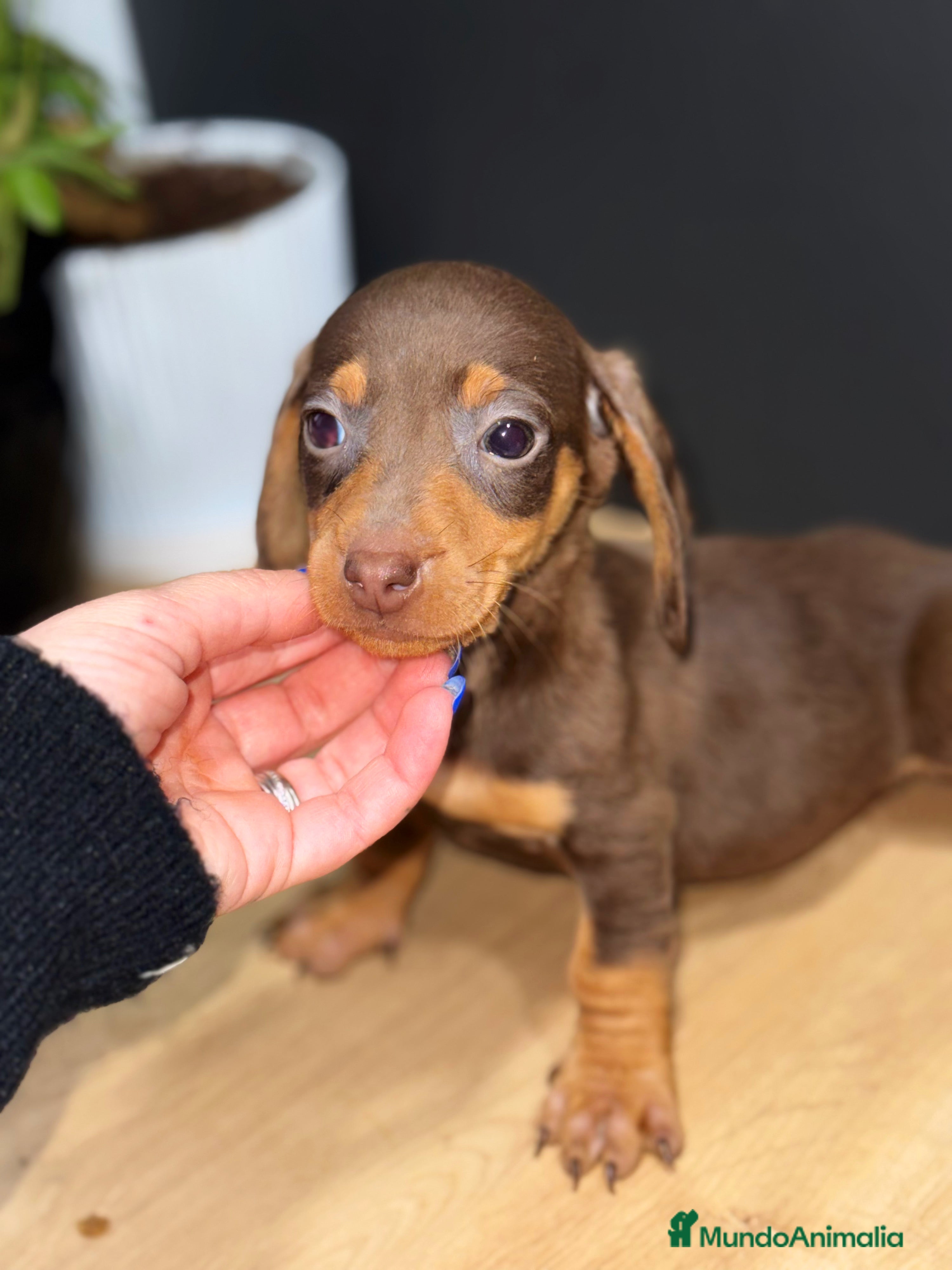 Teckel Miniatura perros Teckel hembra mini chocolate  - Anuncio 2