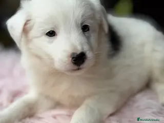 Border Collie perros Border collie blanca y negra - Anuncio 5