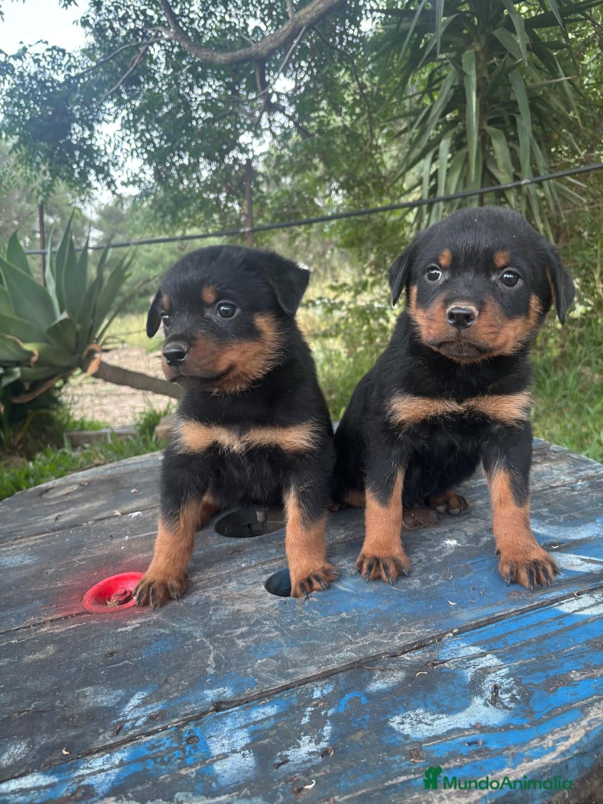 Rottweiler perros Disponible macho de Rottwailer de Calidad  - Anuncio 1