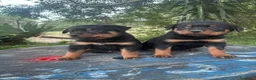 Rottweiler perros en venta: Disponible macho de Rottwailer de Calidad  - Anuncio 1