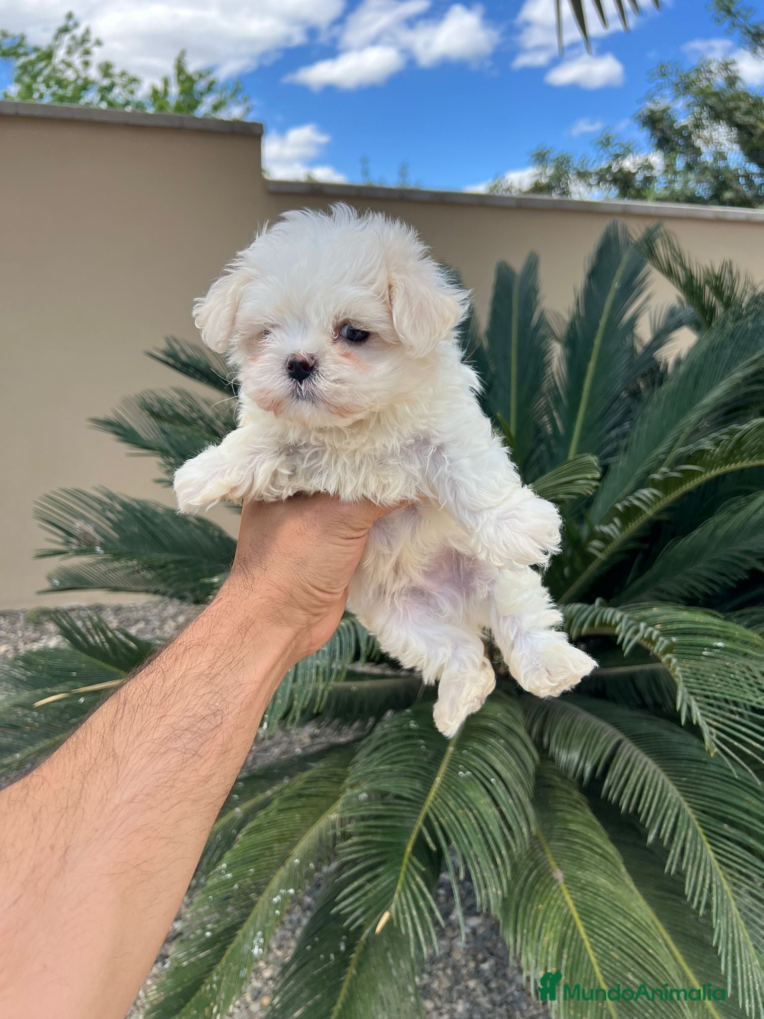 Bichón Maltés perros Machito Bichon maltés línea coreana 🐶🐾 - Anuncio 2