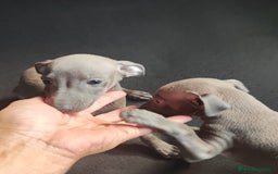 Pequeño Lebrel Italiano perros en venta: Galgo italiano (machos) - Imagen 4