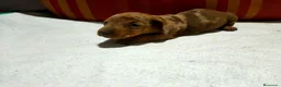Teckel Miniatura perros en venta: Teckel Kaninchen  - Anuncio 3
