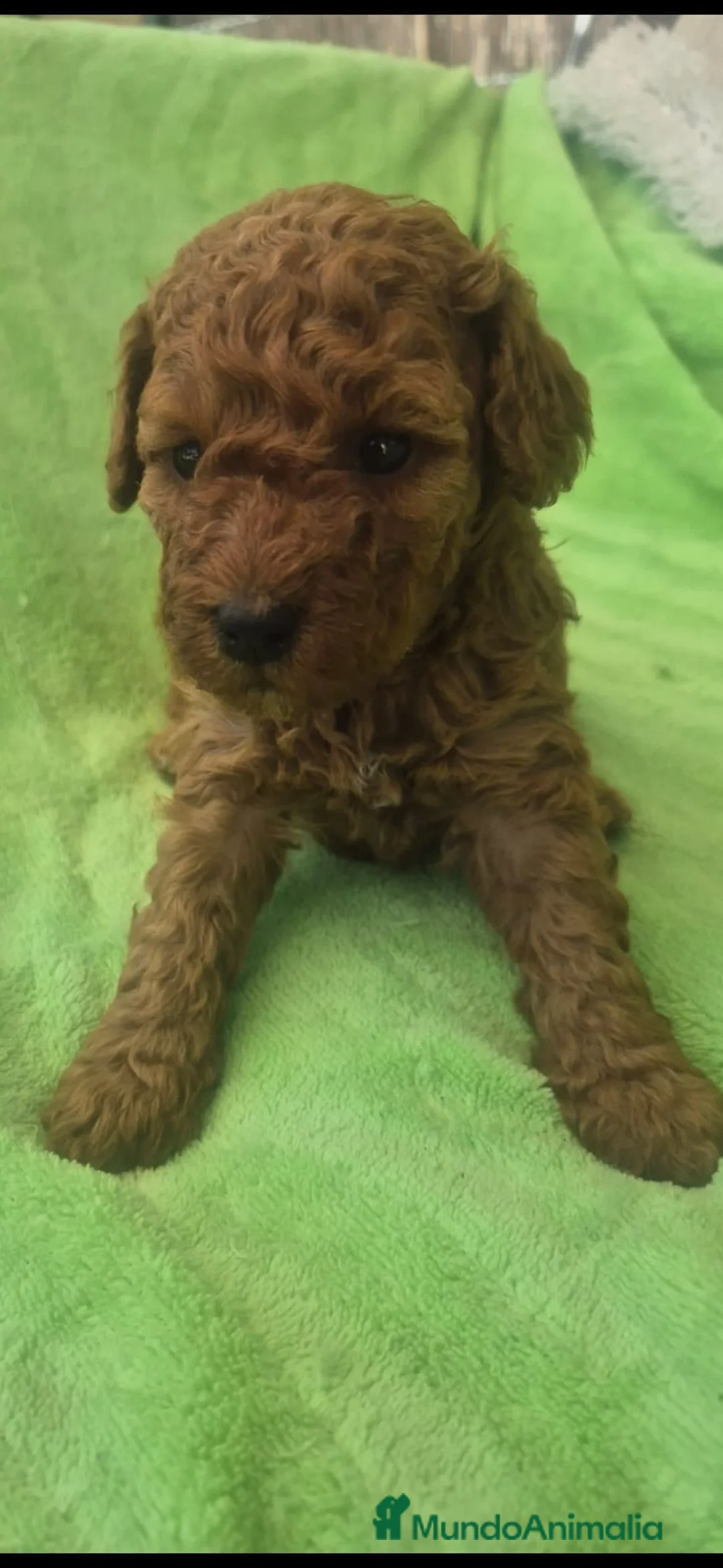 Caniche Toy perros en venta: Hembra caniche roja🔥🔥🐶 - Anuncio 3