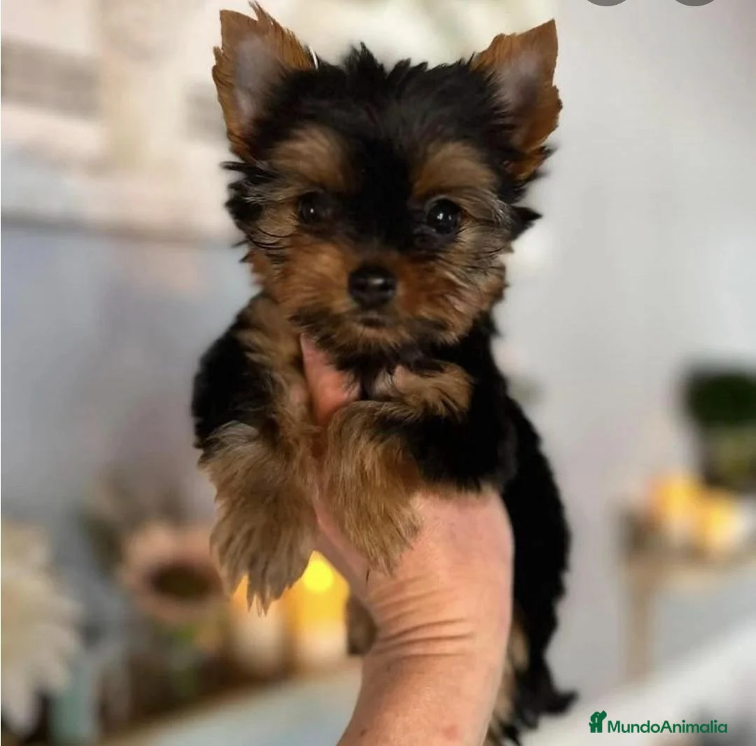 Yorkshire Terrier perros en venta: Yorkshire mini - Anuncio 1