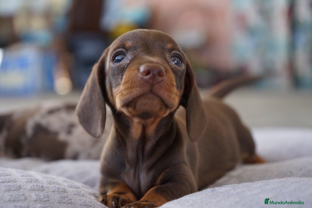 Teckel Miniatura perros en venta: ✨ Presentamos a Lola, teckel miniatura chocolate ✨ - Imagen 6