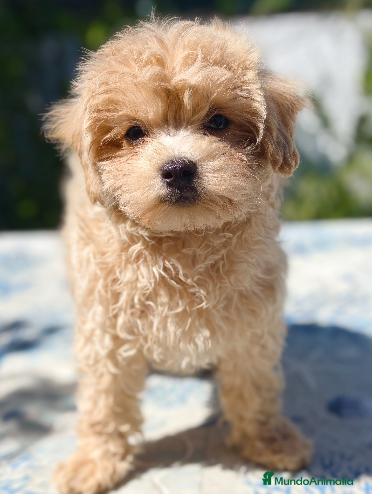 Maltipoo perros Maltipoo apricot macho  - Anuncio 1