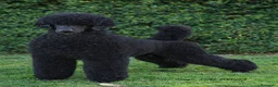 Caniche Gigante perros en venta: Cachorro caniche gigante  - Anuncio 3