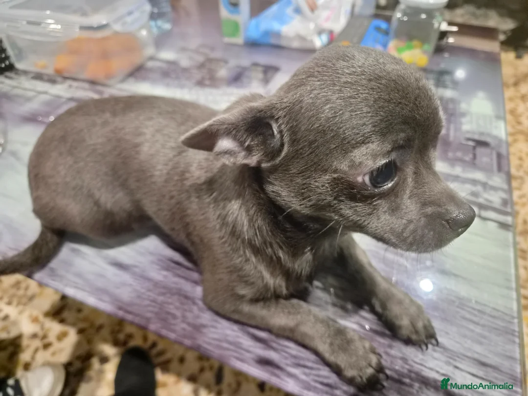 Chihuahua perros en venta: Chihuahua línea rusa - Anuncio 10