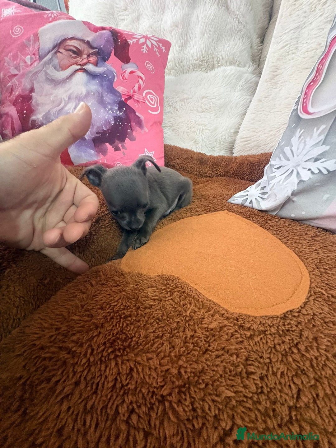 Chihuahua perros en venta: Chihuahua mini toy blue - Anuncio 18