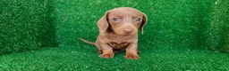 Teckel Miniatura perros en venta: Teckel miniatura  - Anuncio 18