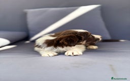 Border Collie perros en venta: Border collie chocolate  - Imagen 30