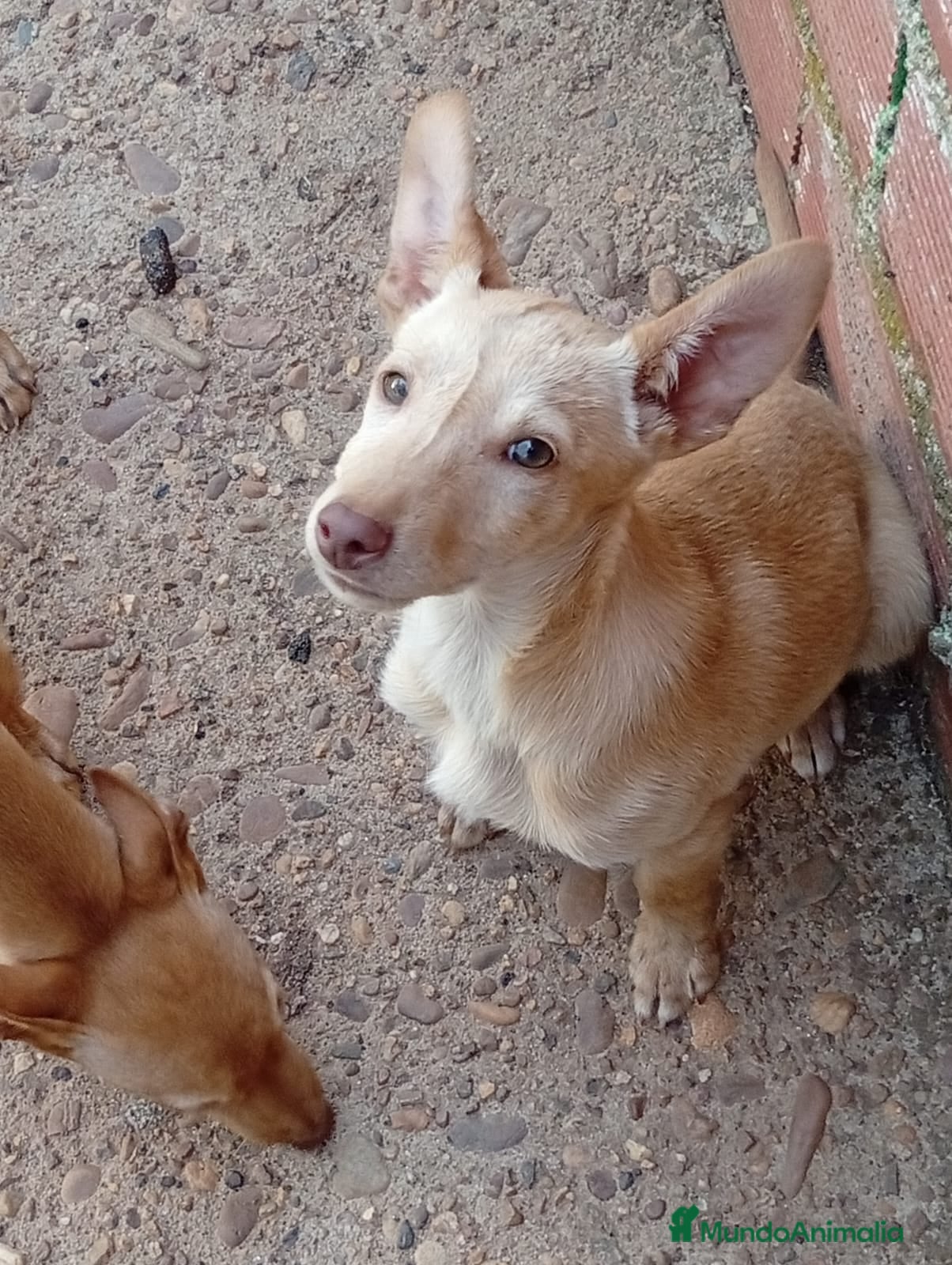 Podenco Andaluz perros Podenco Andaluz  - Anuncio 1