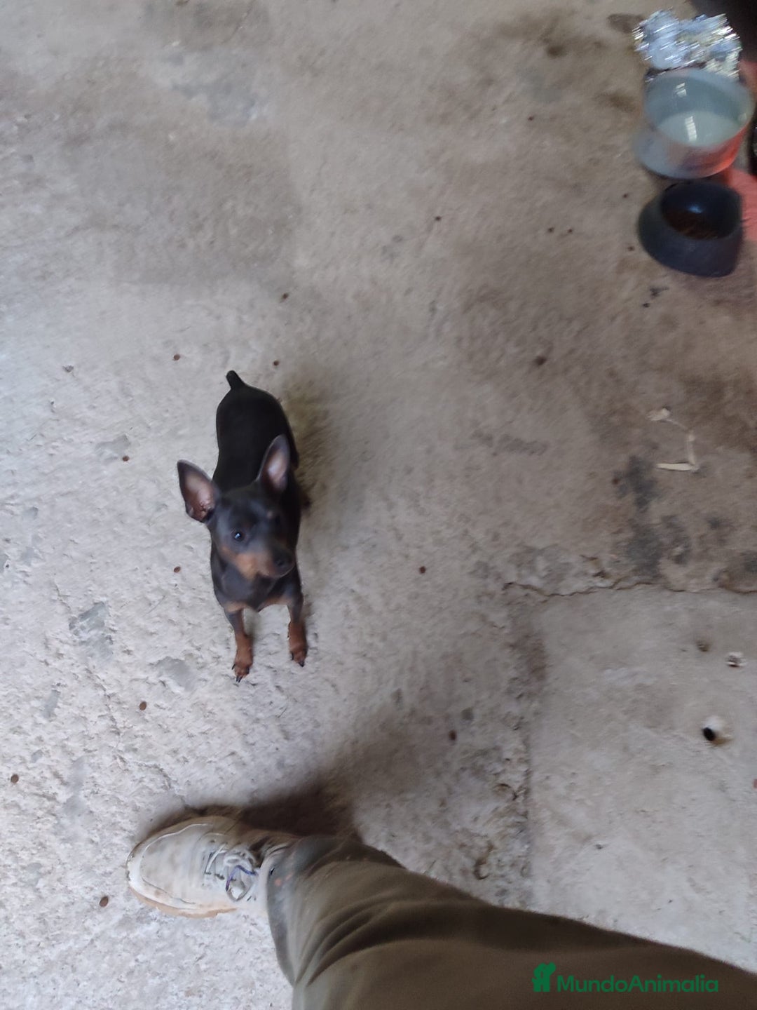 Pinscher Miniatura perros en venta: Mini pinscher ya puedes reservar  - Anuncio 3