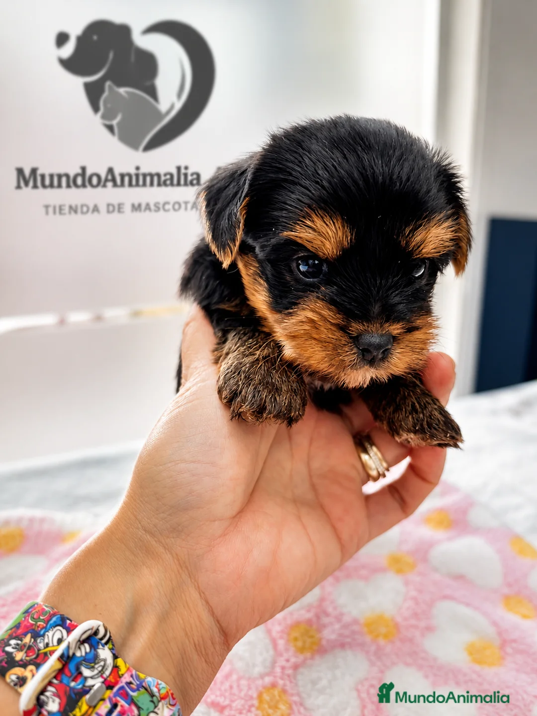 Yorkshire Terrier perros en venta: Yorkshire Terrier Toy Mini  - Anuncio 1