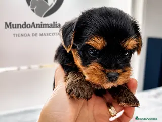 Yorkshire Terrier perros Yorkshire Terrier Toy Mini - Anuncio 1