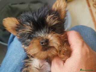 Yorkshire Terrier perros - Anuncio 12