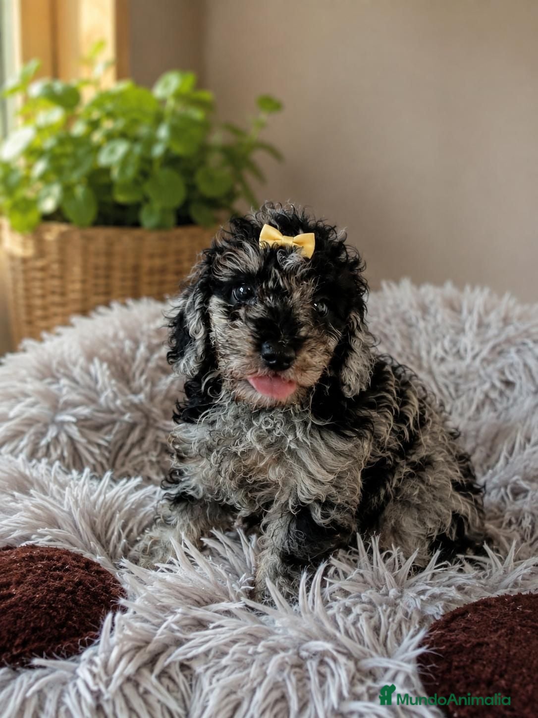 Caniche Toy perros Caniche toy - Anuncio 4