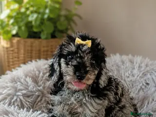 Caniche Toy perros Caniche toy - Anuncio 4