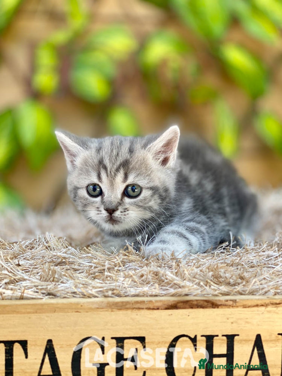 Británico de Pelo Corto gatos en venta: Camada de Daniela - Imagen 4