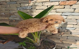Caniche Toy perros en venta: CANICHE Toy  - Imagen 3
