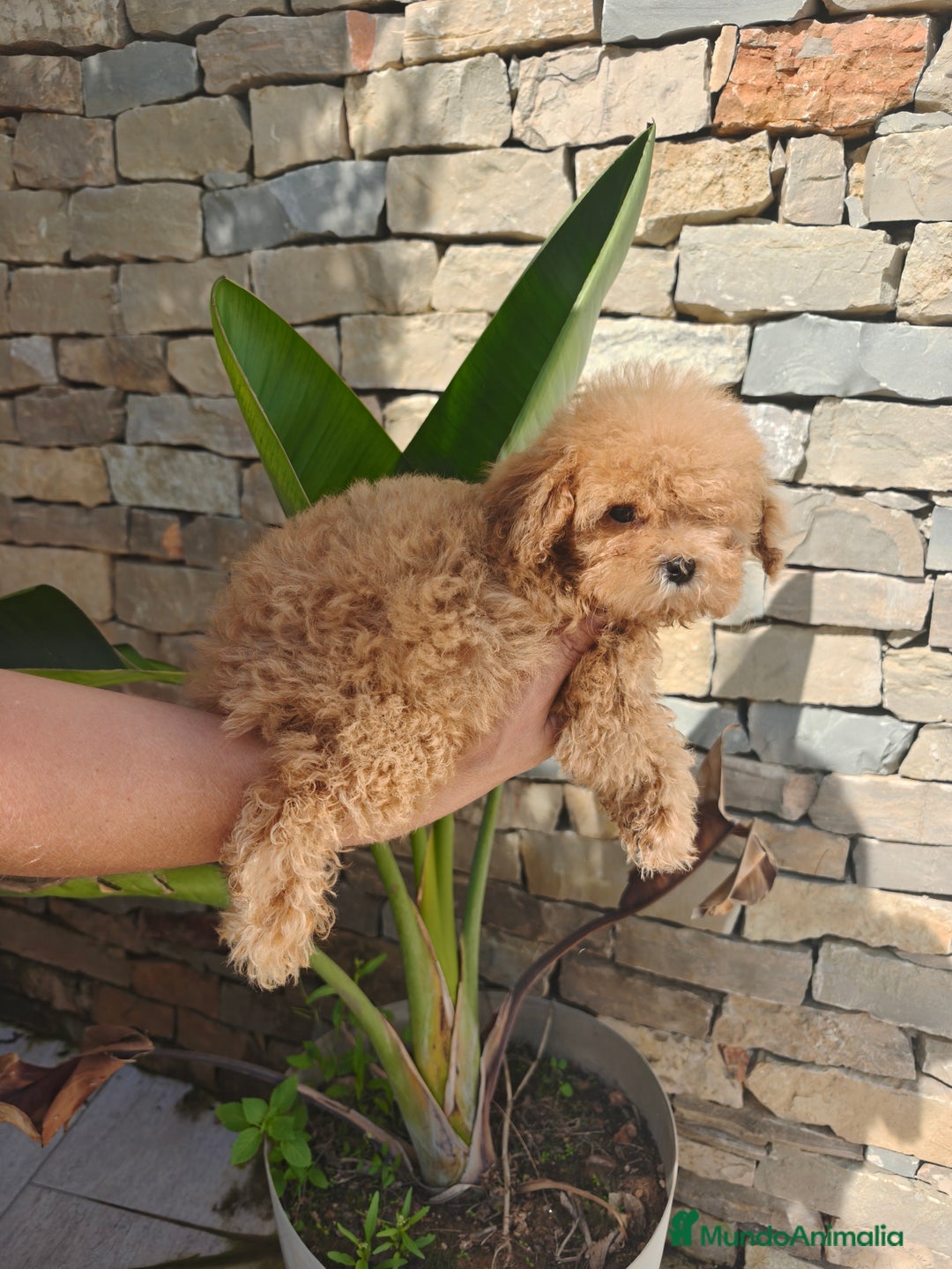 Caniche Toy perros en venta: CANICHE Toy  - Imagen 3