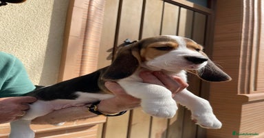 Beagle perros - Propaganda 6