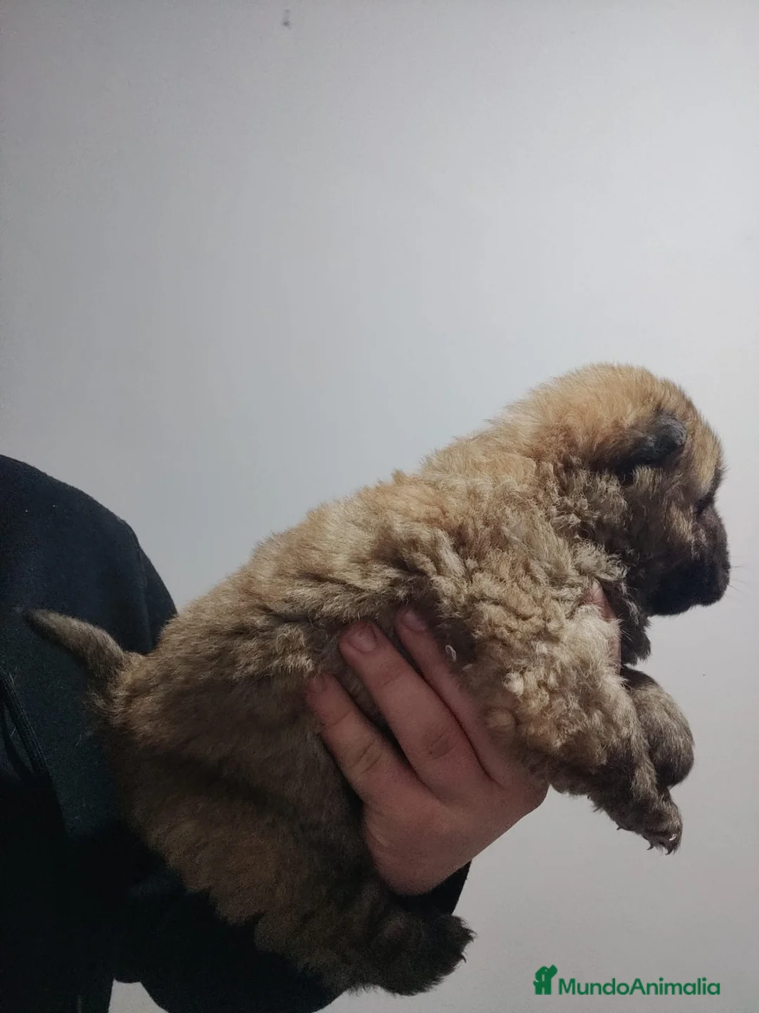 Chow Chow perros en venta: Chowchow disponibles 2 macho 1 hembra - Anuncio 5