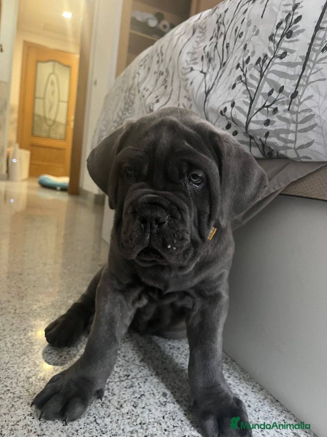 Cane Corso perros en venta: CACHORROS CANE CORSO  - Anuncio 9
