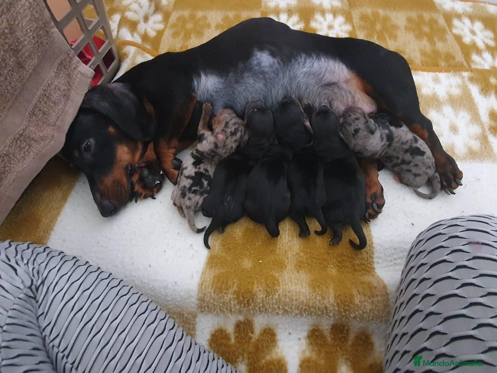 Teckel Miniatura perros TECKEL MINI DEL VALLE  - Anuncio 1