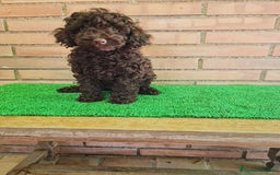 Caniche Toy perros en venta: Caniche   - Imagen 18