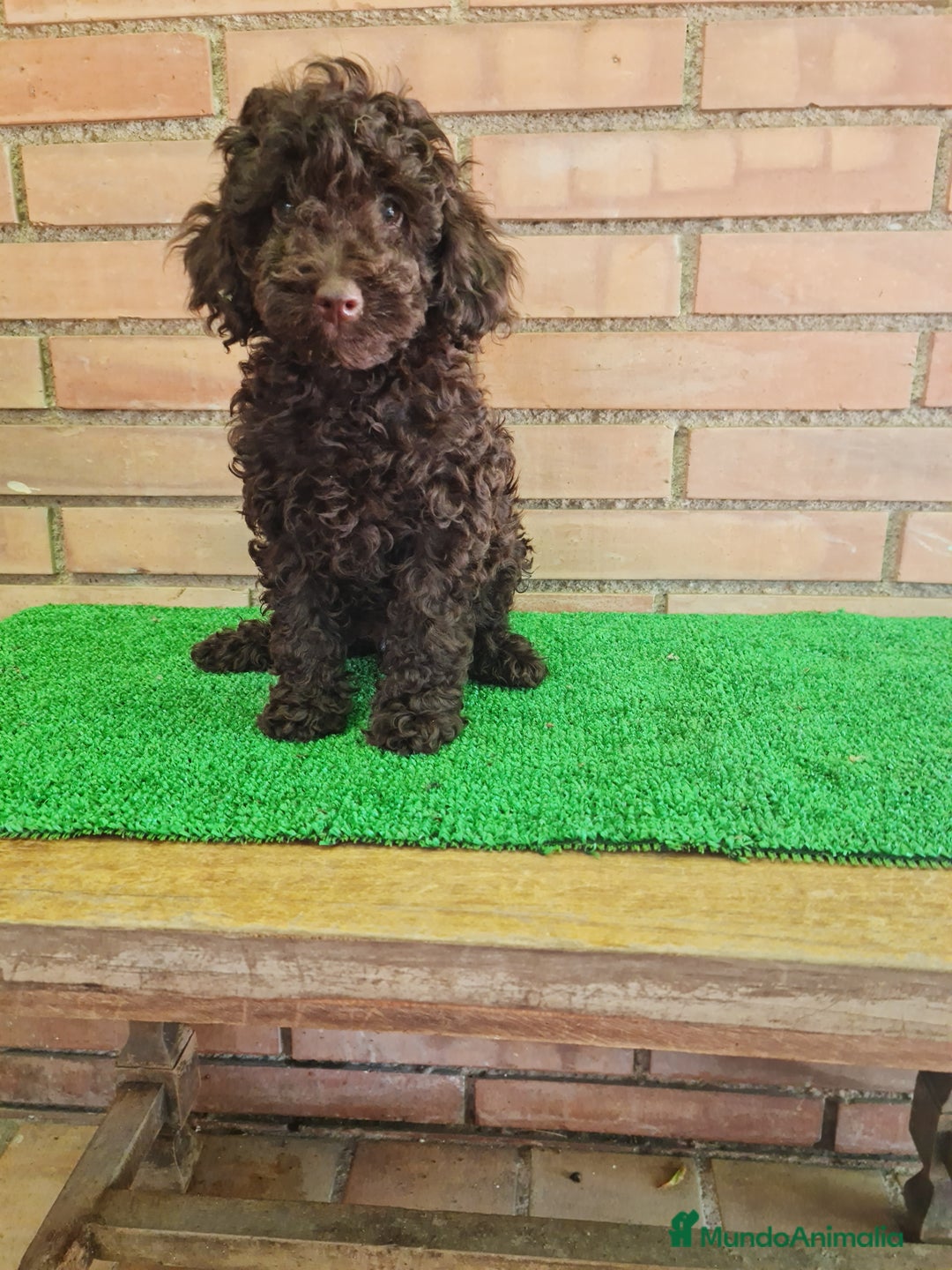 Caniche Toy perros en venta: Caniche   - Imagen 18