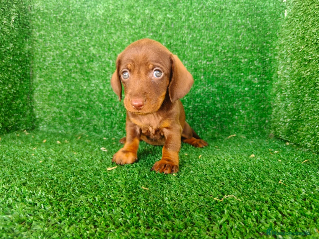 Teckel Miniatura perros en venta: teckel miatura - Anuncio 12